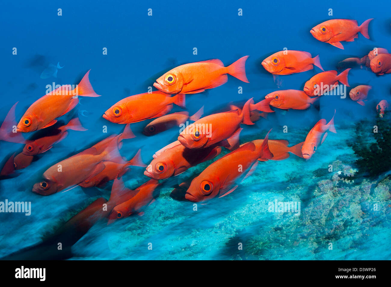 Schwarm von Crescent-Tail Bigeye, Priacanthus Hamrur, Ari Atoll, Malediven Stockfoto