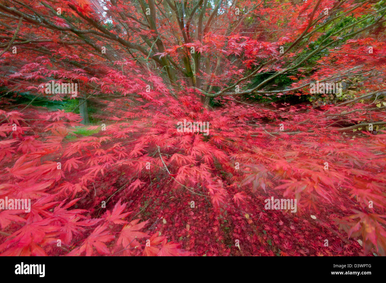 ACER PALMATUM TROMPENBURG ZOOM BURST ZÜNDETEN ARBORETUM Stockfoto