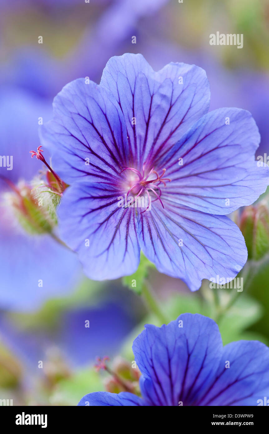 GERANIUM X MAGNIFICUM Stockfoto