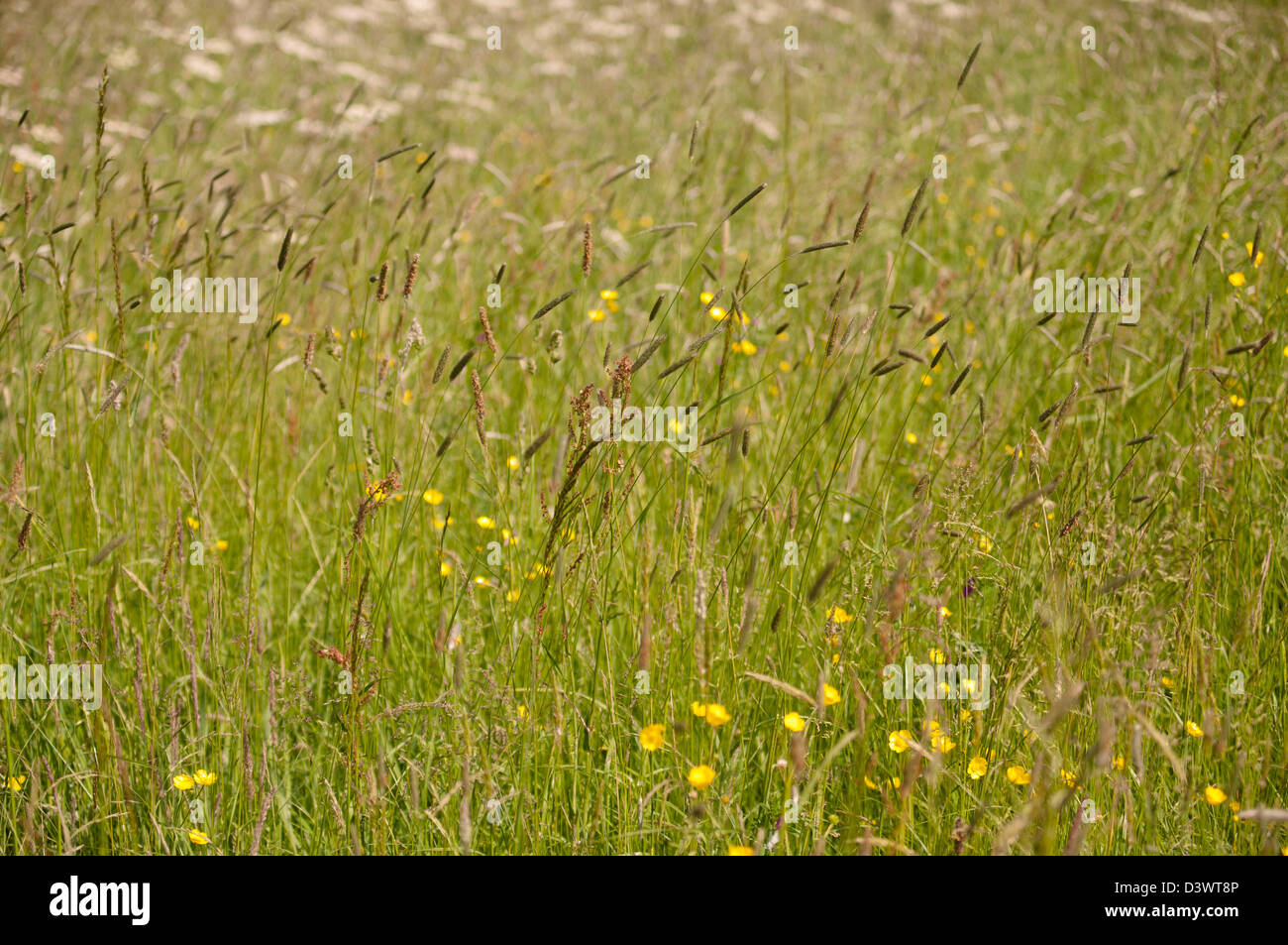 WILDE BLUME WIESE SOMMER Stockfoto