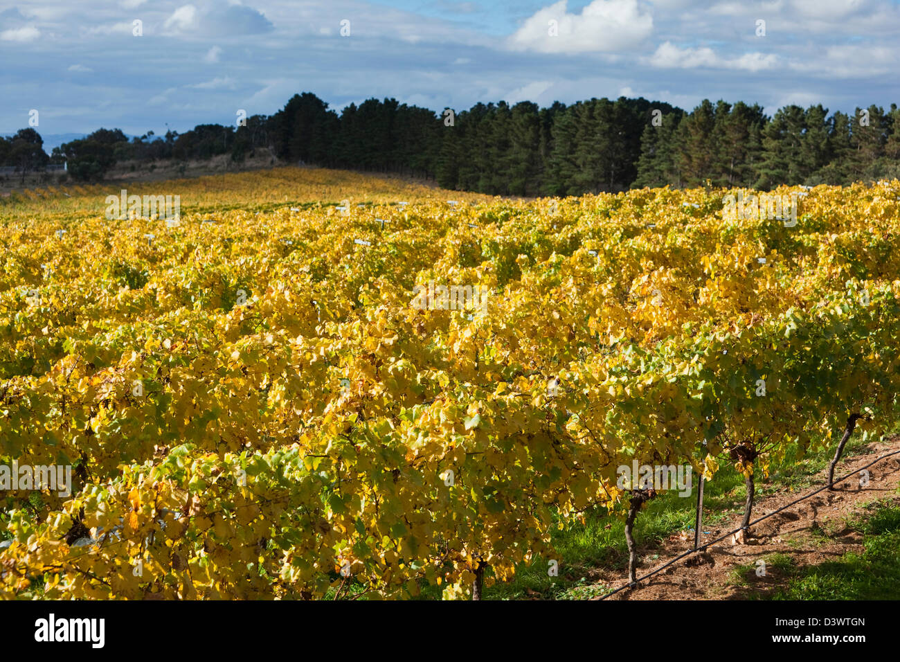 Weinberg im Herbst, in der Nähe von Bungendore.  Canberra, Australian Capital Territory (ACT), Australien Stockfoto