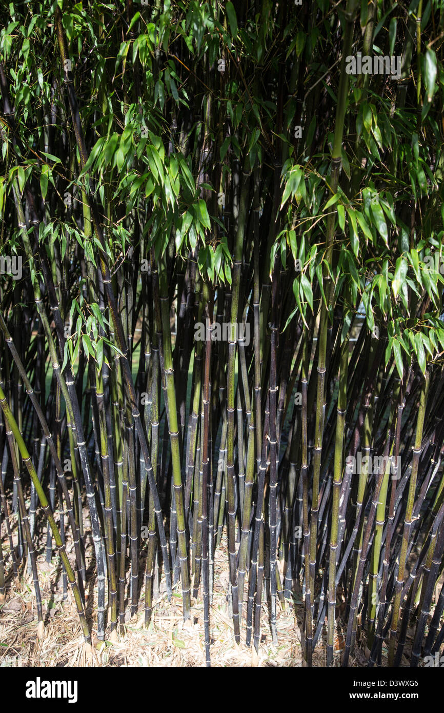 Schwarzer Stamm des immergrnen schwarzen Bambus, Phyllostachys Nigra.  Stmme werden in ihrem zweiten Jahr schwarz Stockfotografie - Alamy