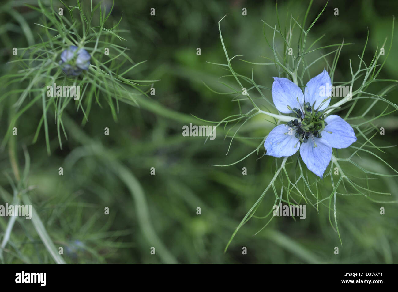 Love-in-a-Mist Stockfoto