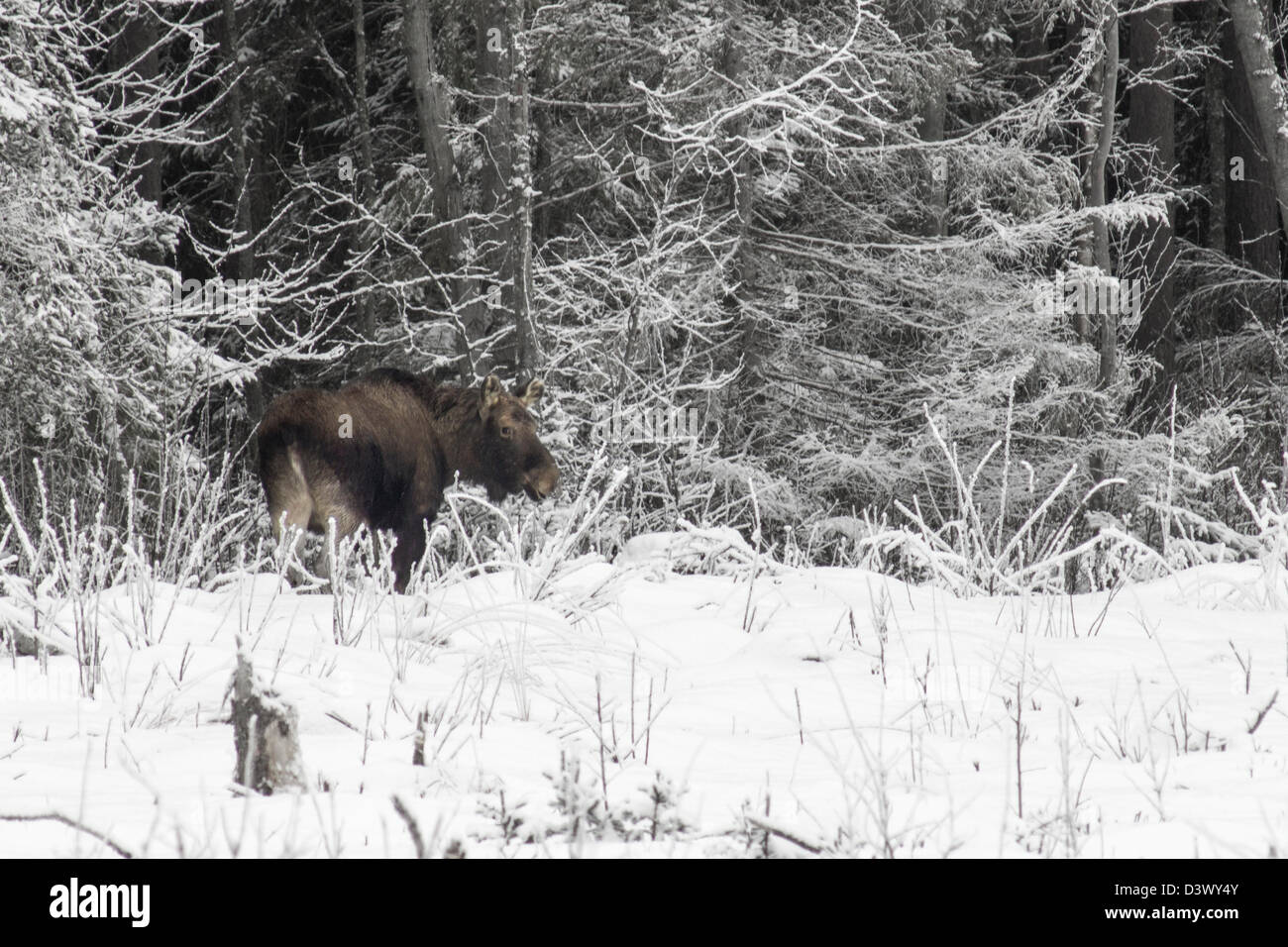 Der eurasischen Elch (Alces Alces) Stockfoto