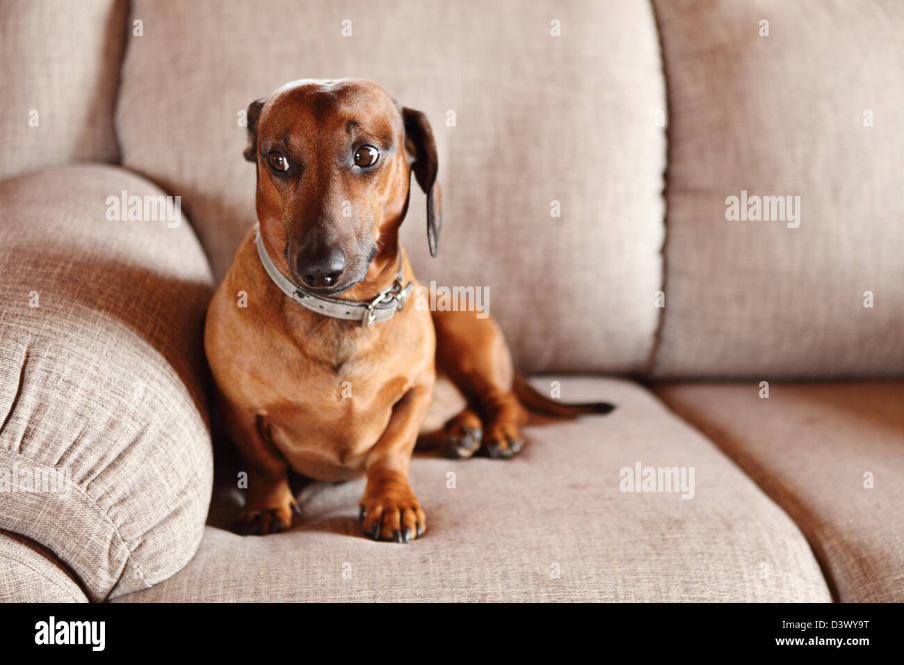 Dackel auf einem sofa Stockfoto