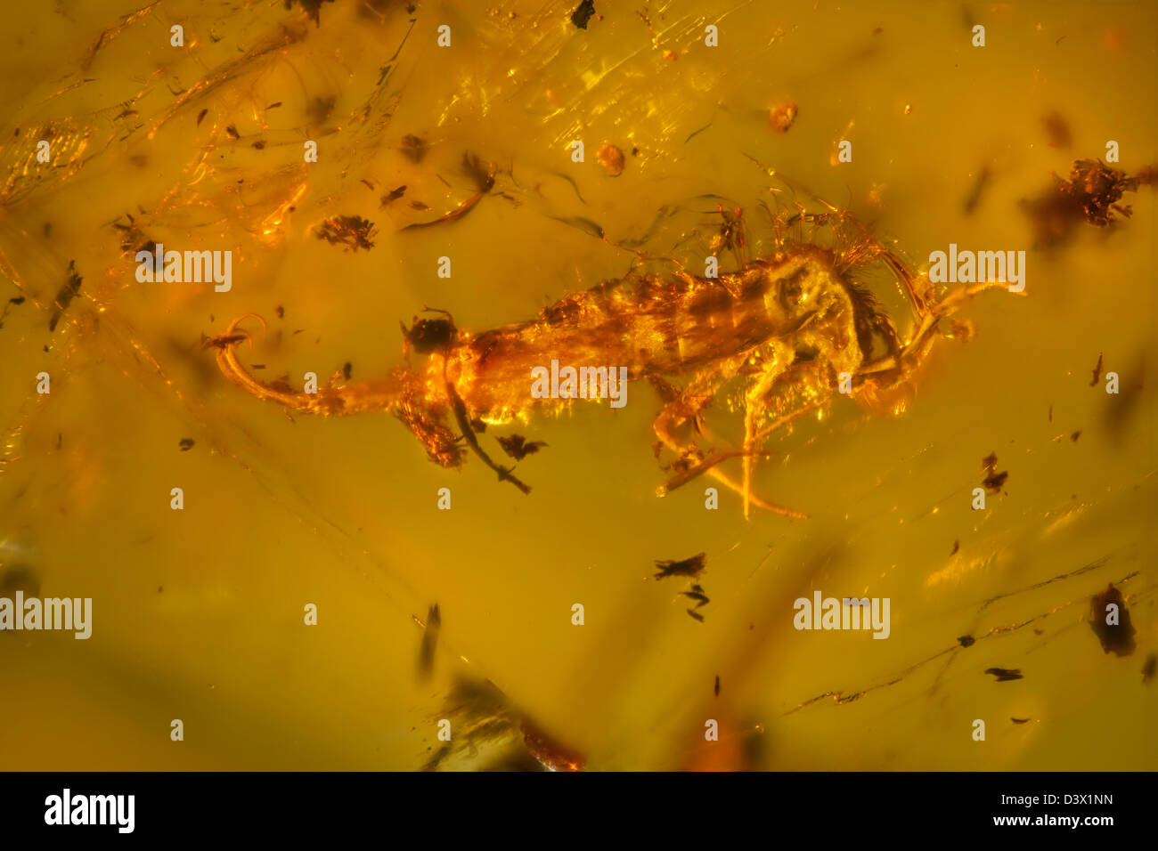 Dominikanischer Bernstein mit Insekten gefangen, Makro-Ansicht von Insekten, die in der Zeit eingefroren Stockfoto