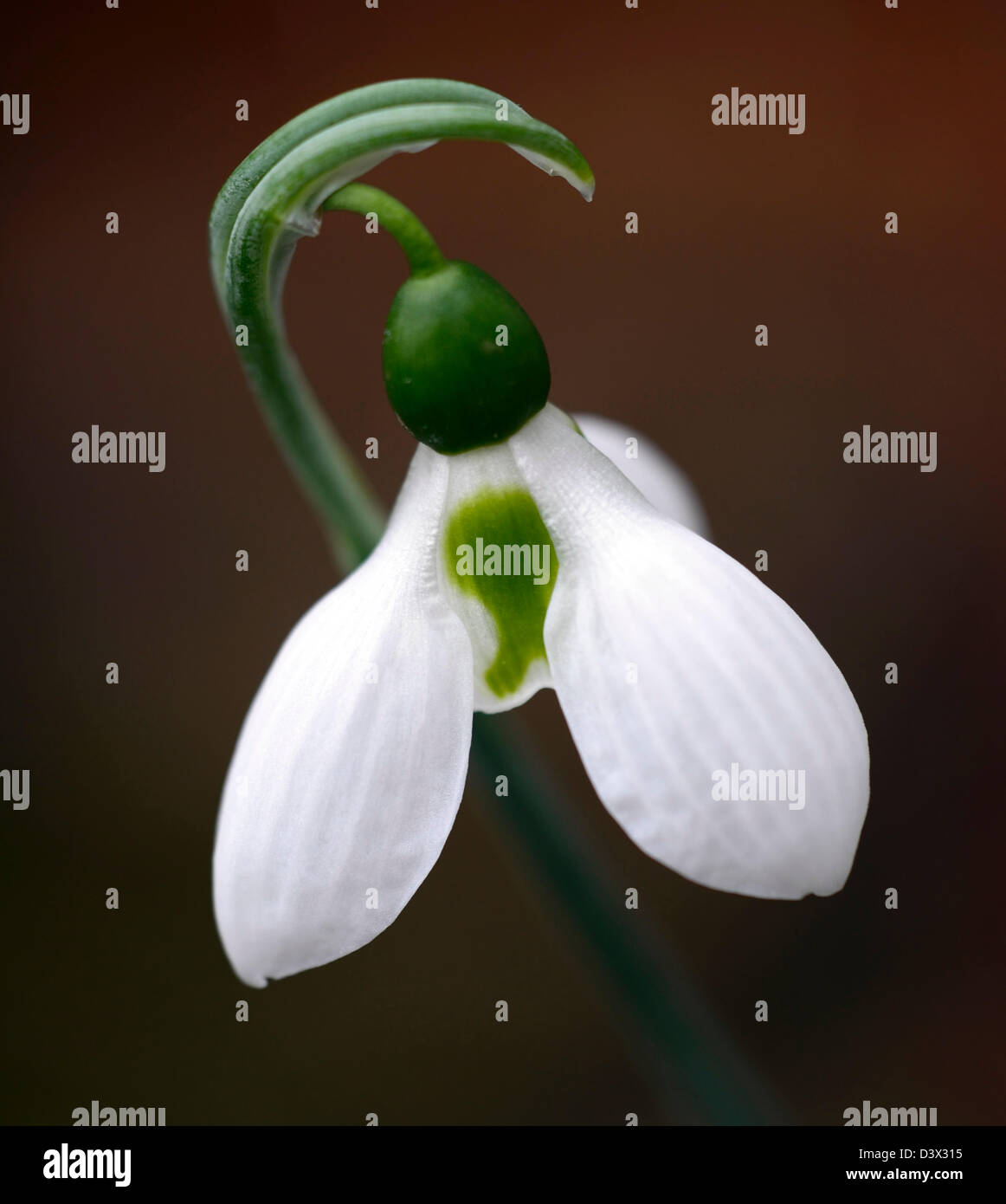 Galanthus Nivalis drei 3 Blätter Snowdrop Schneeglöckchen Winter Closeup Pflanze Porträts weiß grünen Markierungen, die Blumen Blüten blühen Stockfoto