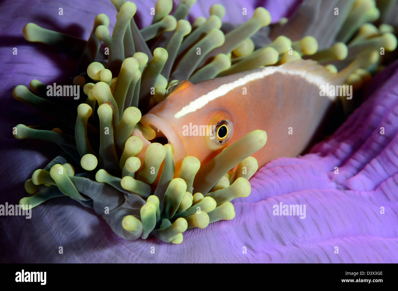 Stinktier Anemonenfischen Amphiprion Sandaracinos, Similan Inseln, Thailand Stockfoto