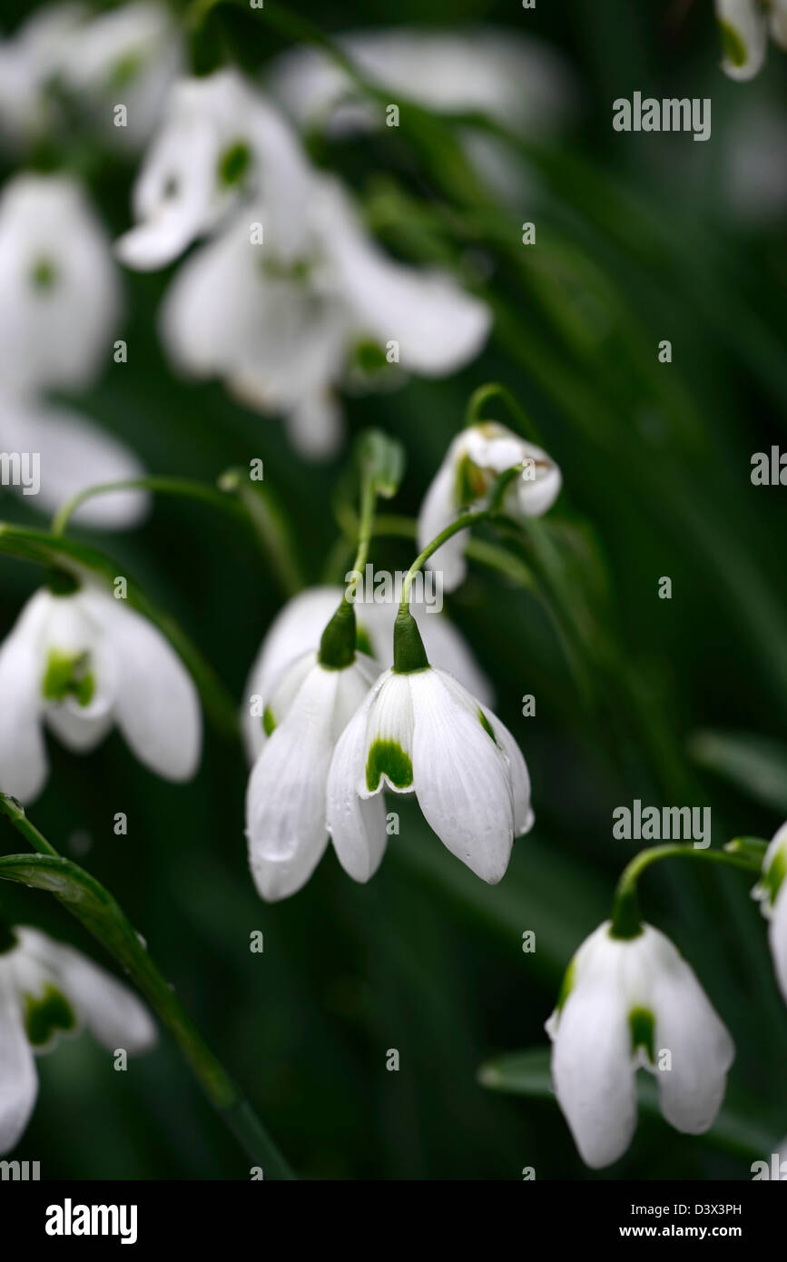 Galanthus lavinia Fotos und Bildmaterial in hoher Auflösung Alamy
