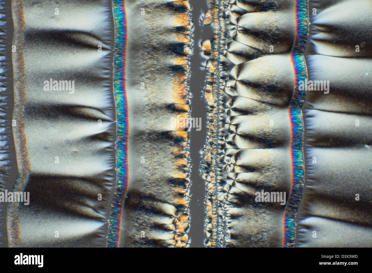 Cross polarisiert Mikrophotographie, Ascorbinsäure, Vitamin C, Kristallstrukturen Stockfoto
