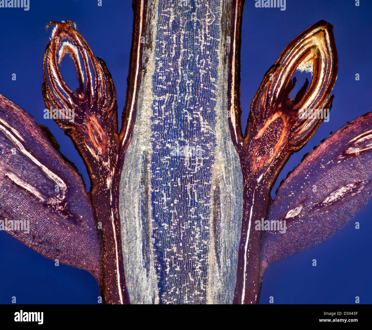 Dunkelfeld Mikrophotographie, Ahorn Blatt Knospen Entblätterung Knospenschuppen, gebeizt Folie Abschnitt, blauen Hintergrund. Stockfoto