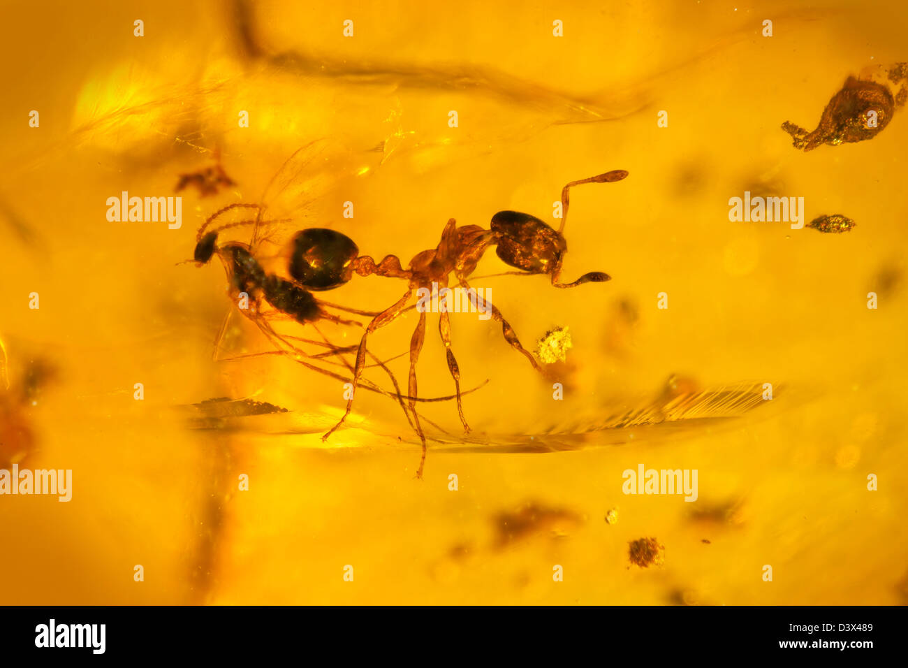 Dominikanischer Bernstein mit Insekten gefangen, Makro-Ansicht von Insekten, die in der Zeit eingefroren Stockfoto