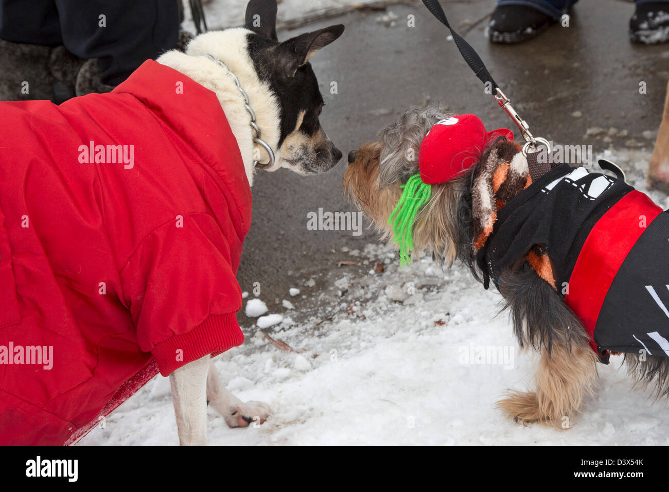 Detroit, Michigan - Teilnehmer in einer "Doggie-Modenschau" im Winter Fest, ein Winterfestival in Detroit Palmer Park. Stockfoto