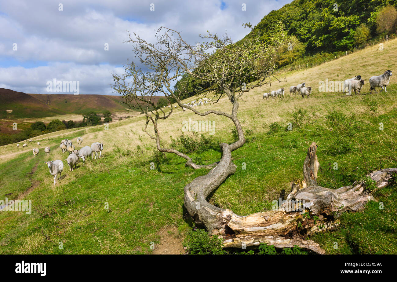 Schafbeweidung in das Loch des Horcum, North York Moors National Park, Goathland, Yorkshire, Großbritannien. Einen strahlenden Sommertag. Stockfoto