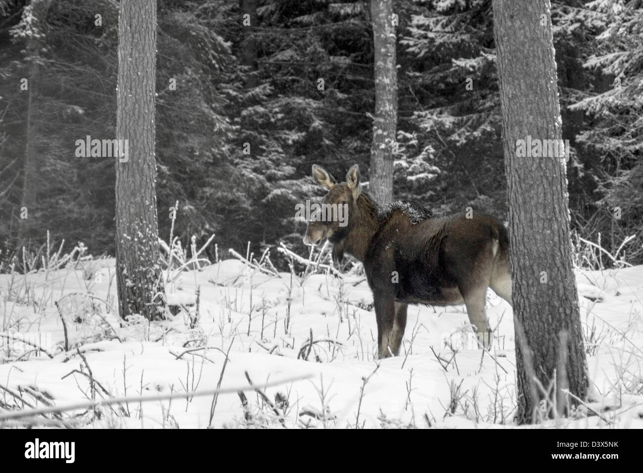 Der eurasischen Elch (Alces Alces) Stockfoto