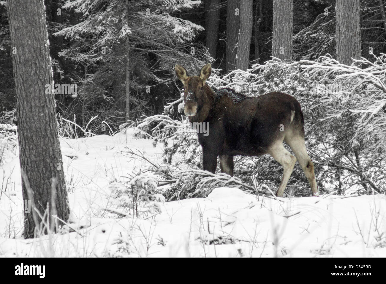 Der eurasischen Elch (Alces Alces) Stockfoto