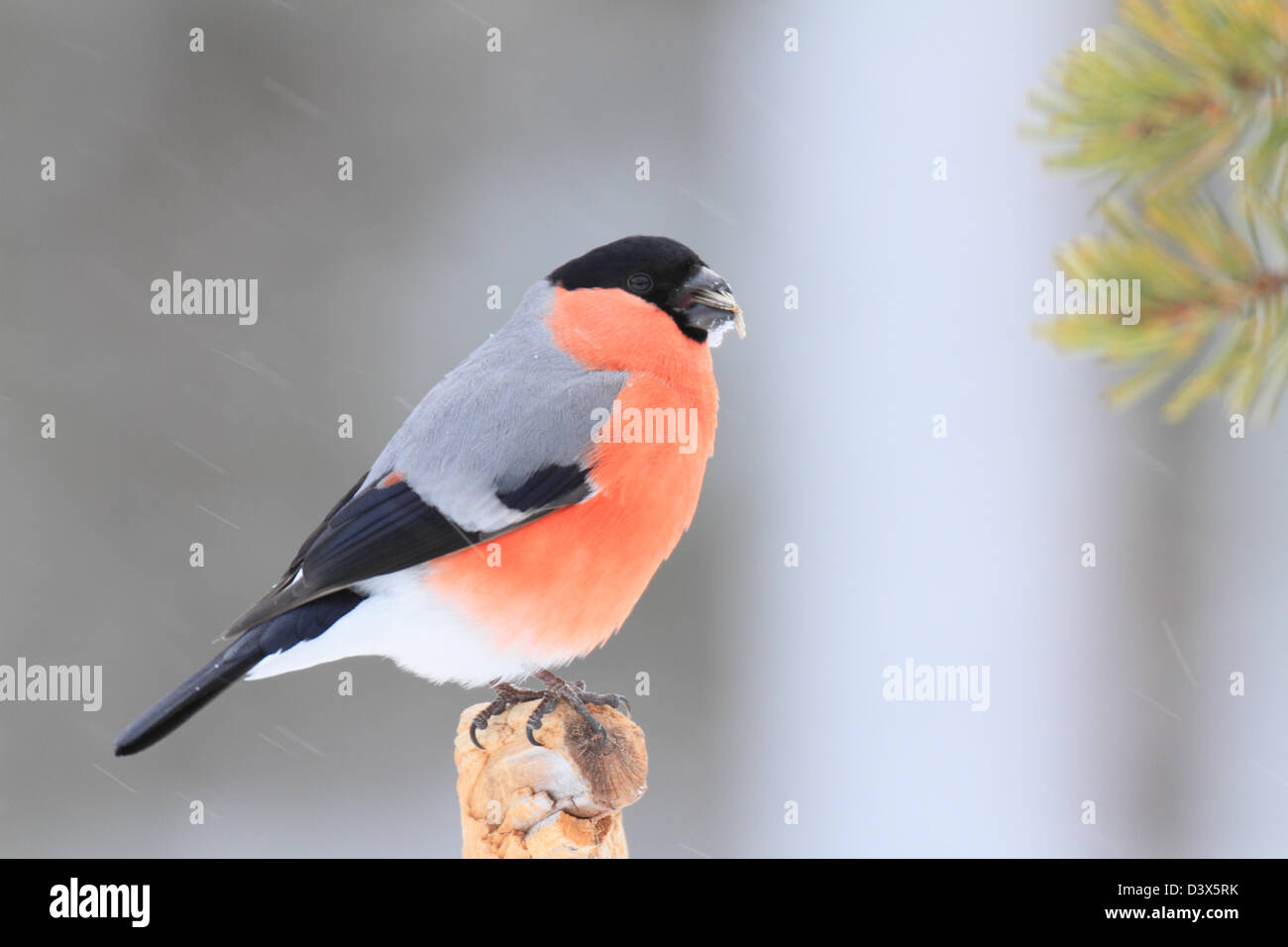 Eurasische Gimpel (Pyrrhula Pyrrhula) und Schnee. Fotografiert in Västerbotten, Schweden Stockfoto