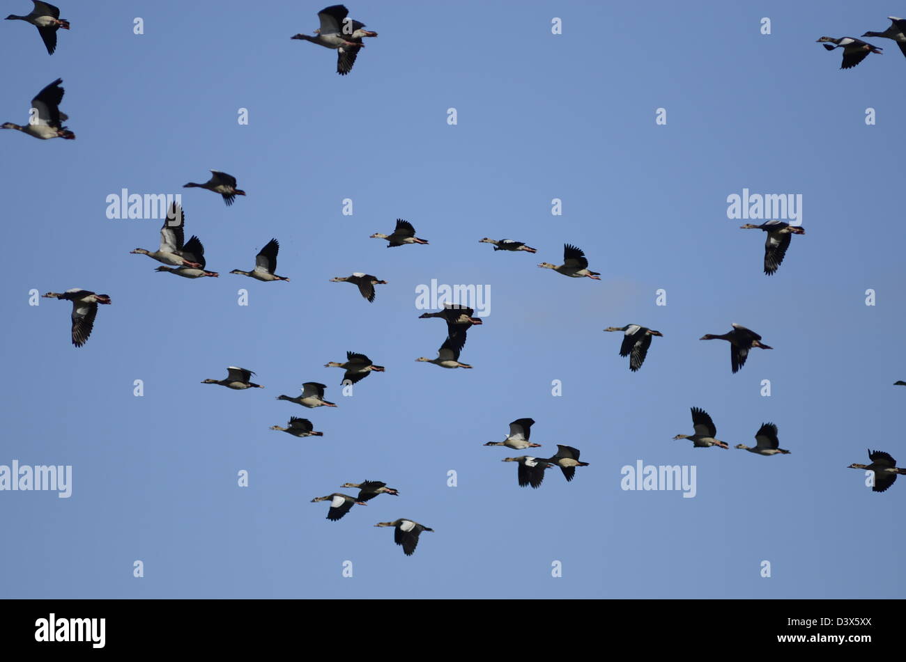 Fotos von Afrika, Nilgans in Luft Stockfoto