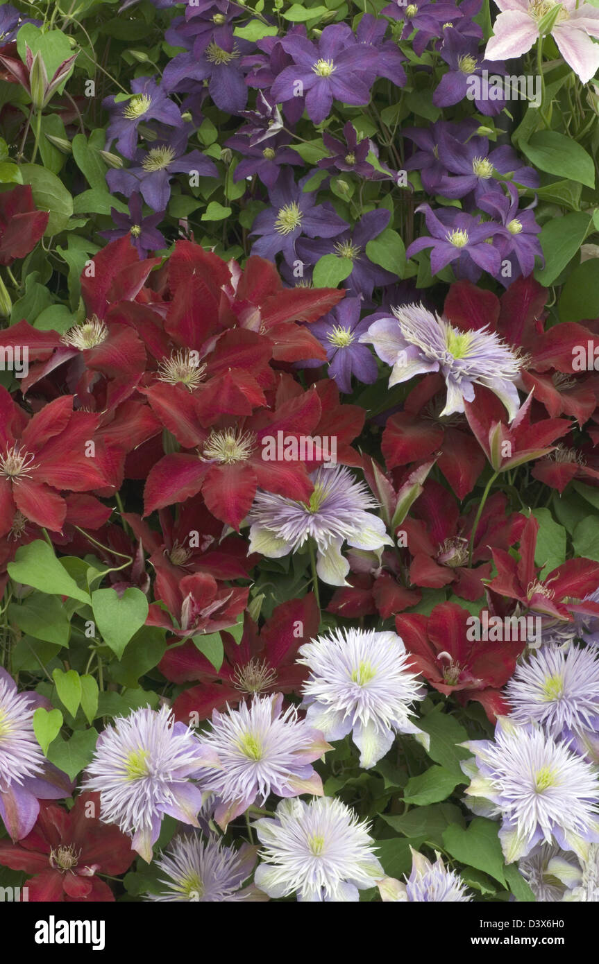 Goldmedaille von Thorncroft Clematis Baumschule bei RHS Chelsea 2008 ausstellen. Stockfoto