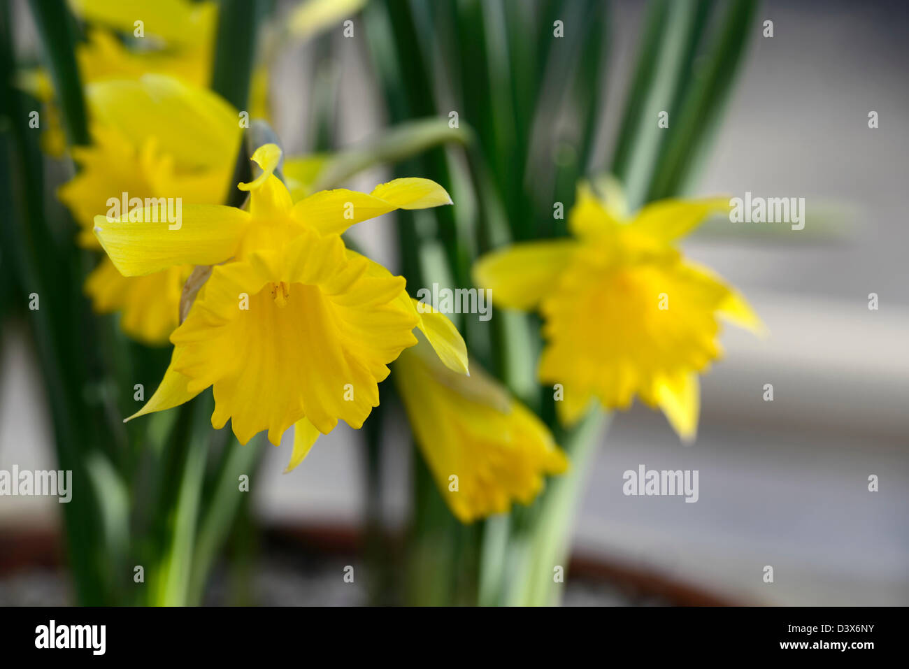 Narzisse Hispanicus Glühbirnen Narzissen Closeup Nahaufnahme selektiven Fokus Blumen Blüte gelbe Pflanze Porträt Stockfoto