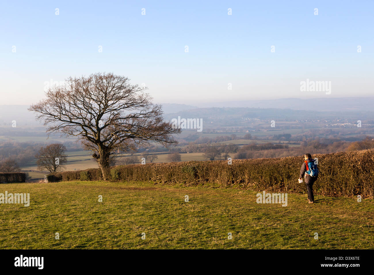 Bäume im Feld mit Walker nach Fußweg am Rand, Trefecca, Brecon Beacons National Park, Powys, Wales, UK Stockfoto