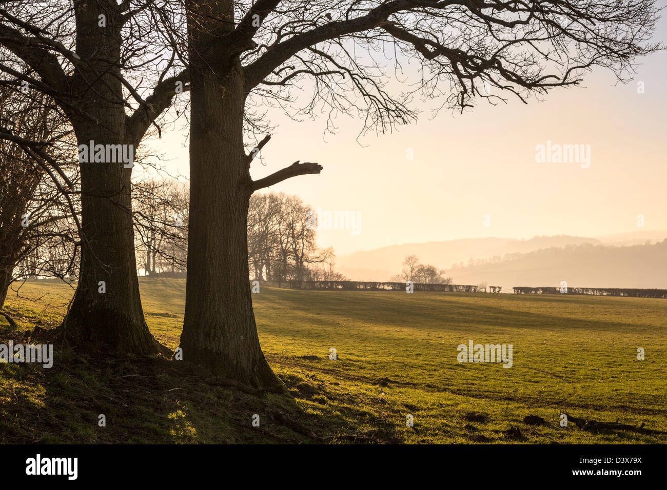 Bäume im Feld, Trefecca, Brecon Beacons National Park, Powys, Wales, UK Stockfoto