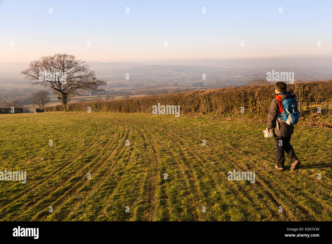 Bäume im Feld mit Walker nach Fußweg am Rand, Trefecca, Brecon Beacons National Park, Powys, Wales, UK Stockfoto