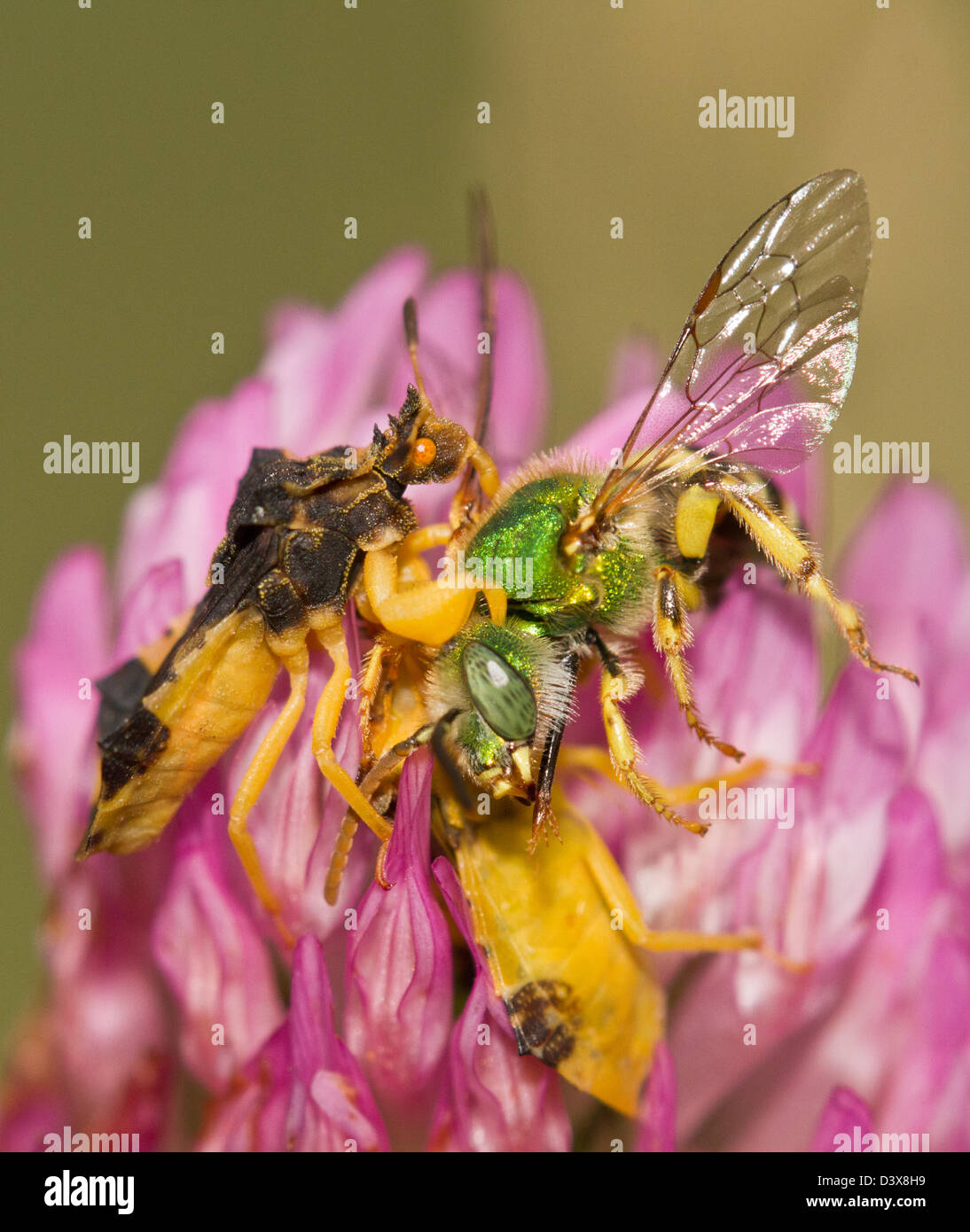 Gezackte Hinterhalt Bugs (Phymata Erosa) männlich und weiblich Essen ein Virescent grün Metallic Bee (Agapostemon Virescents) Stockfoto