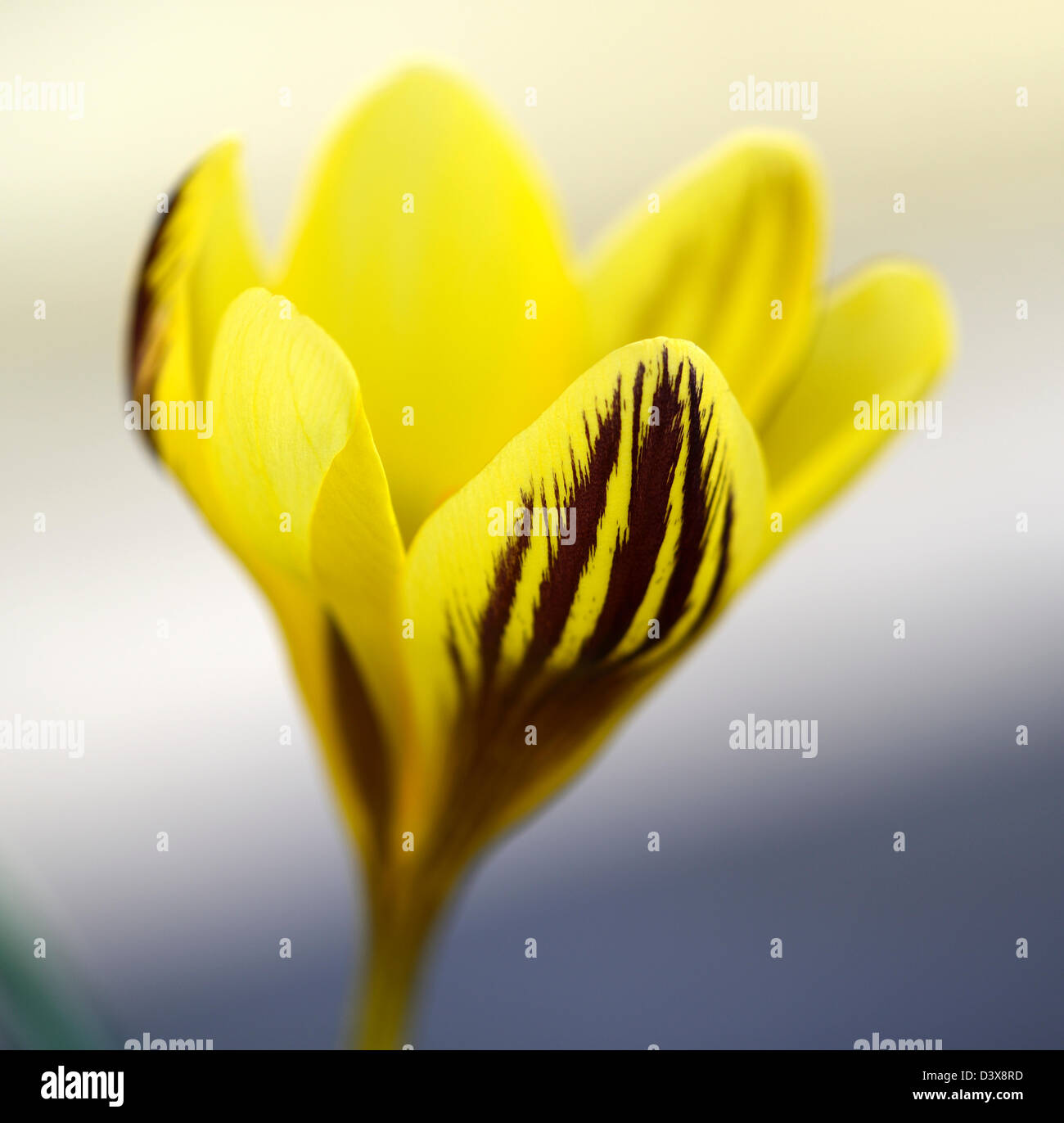 Crocus Chrysanthus Zigeuner Mädchen bicolor Bicolor Birnen Farben Farben Krokus Blüte Blumen Markierungen Muster Blütenblätter Pflanzen por Stockfoto