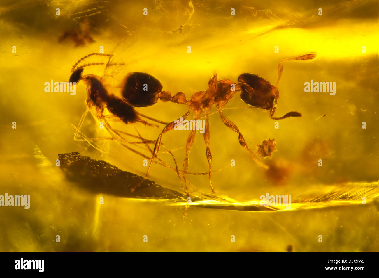 Dominikanischer Bernstein mit Insekten gefangen, Makro-Ansicht einer Ameise und Fliege Stockfoto