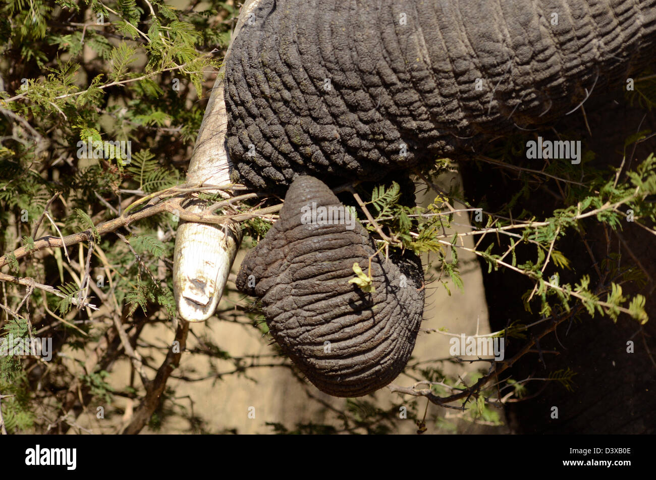 Fotos von Afrika, afrikanische Elefantenrüssel Stockfoto