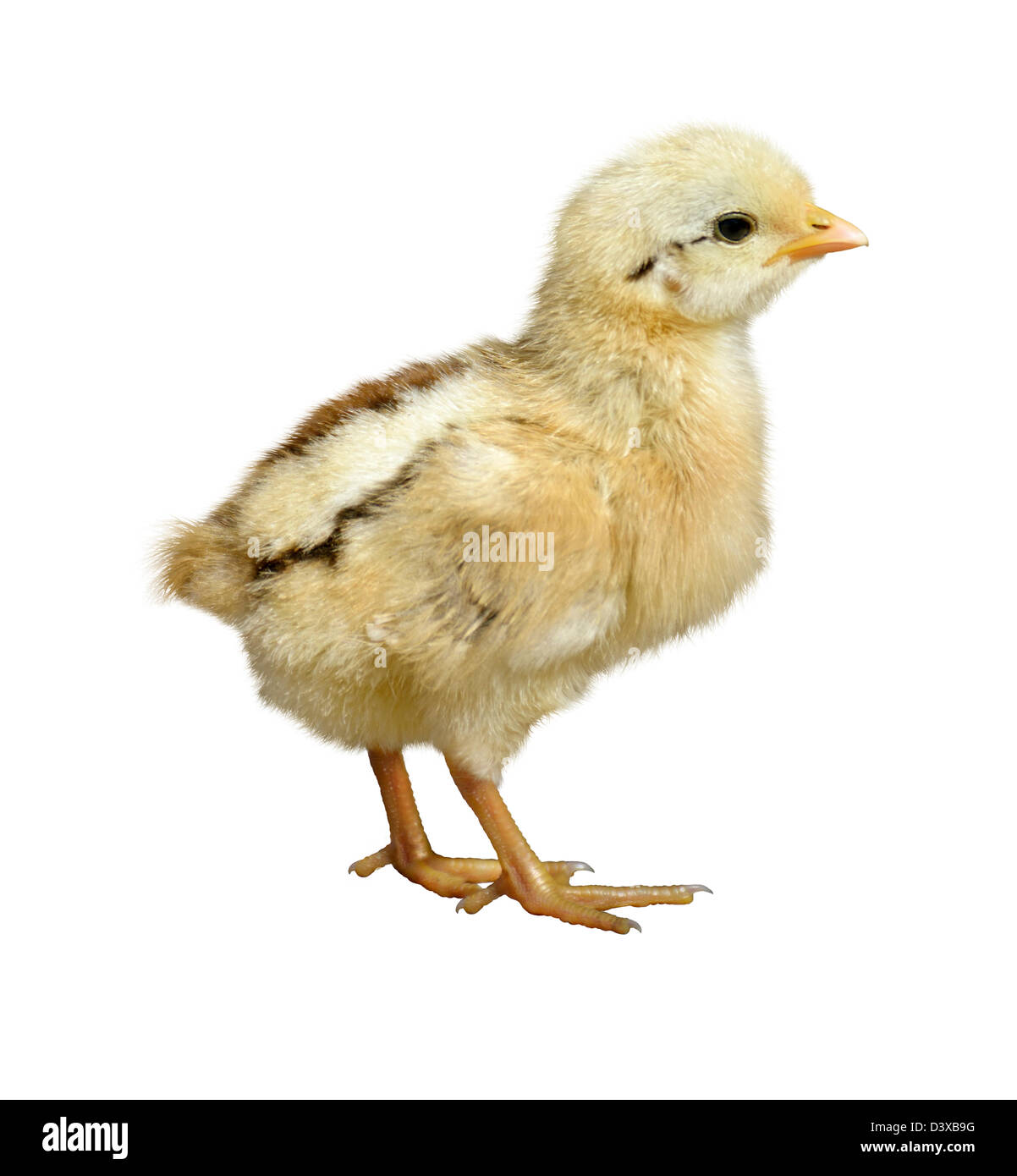 Kleines Huhn auf weißem Hintergrund Stockfoto