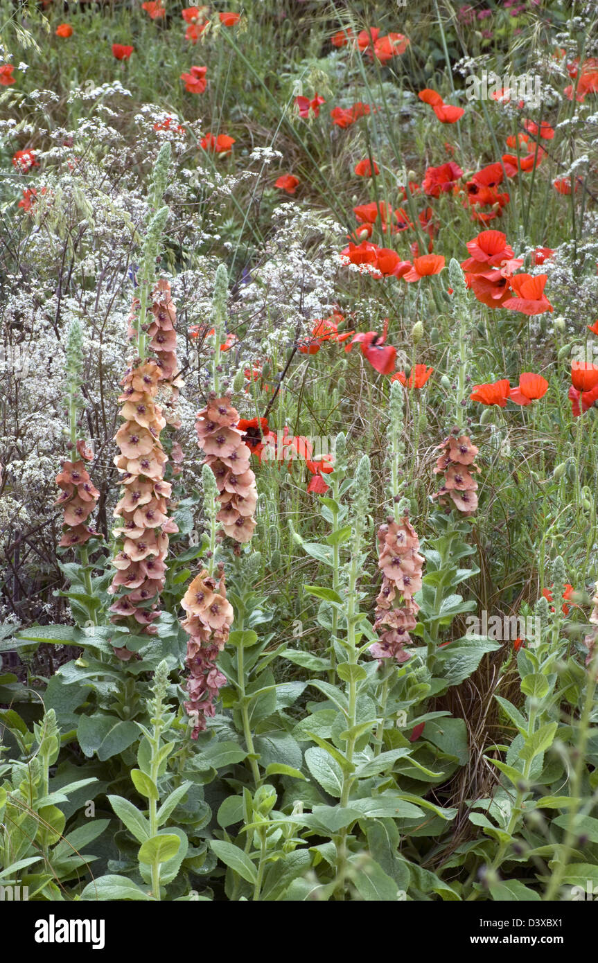 Verbascum "Helen Johnson" Anthriscus Sylvestris 'Ravenswing' Mohnblumen Chelsea 2008 Leeds City Council Ausstellung "der größte Raum Stockfoto