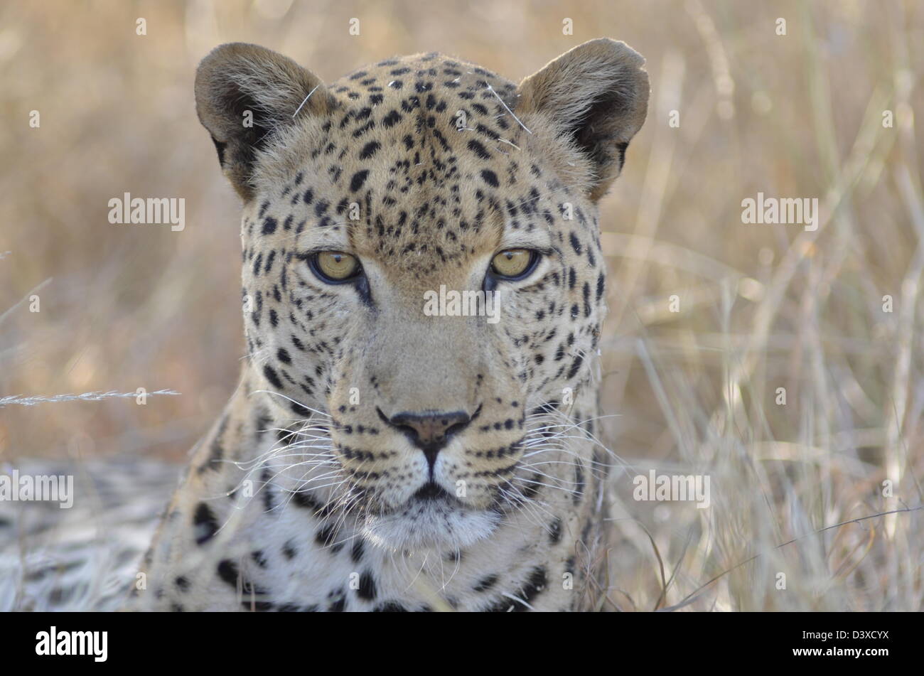 Fotos von Afrika Leopard Kopf geschossen gerichtete Kamera Stockfoto