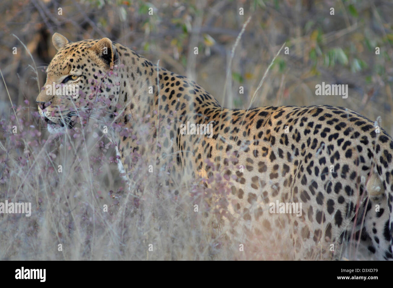 Fotos von Afrika, Leopard in langen Rasen Blumen Stockfoto