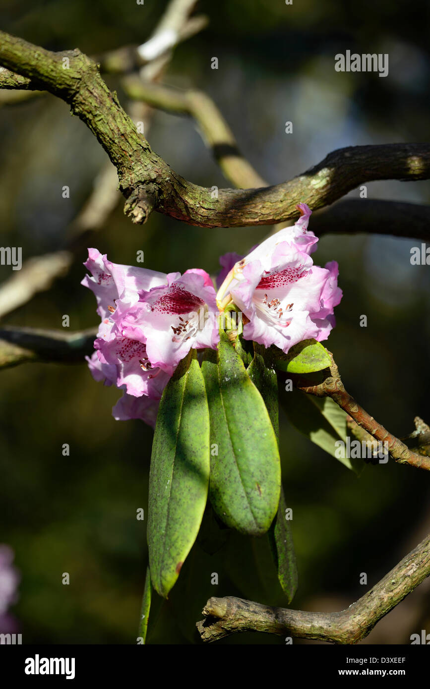 Rhododendron Sutchuenense rosa Blume Frühlingsblumen blühen Blüte Blüten Reifen Sträucher immergrüne Laub Blätter Stockfoto