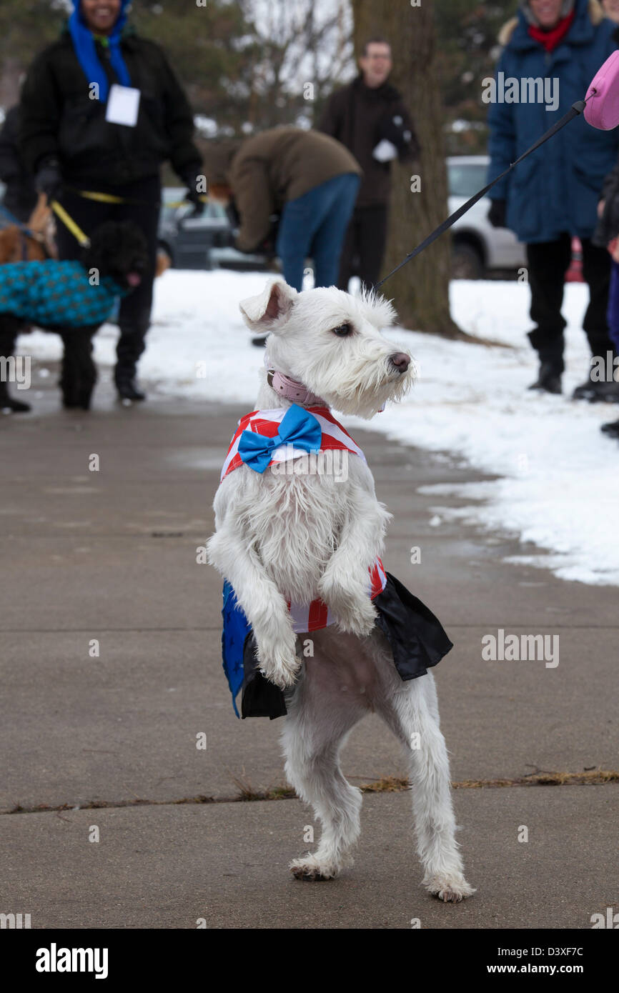 Detroit, Michigan - ein Teilnehmer an einer "Doggie-Modenschau" im Winter Fest, ein Winterfestival in Detroit Palmer Park. Stockfoto