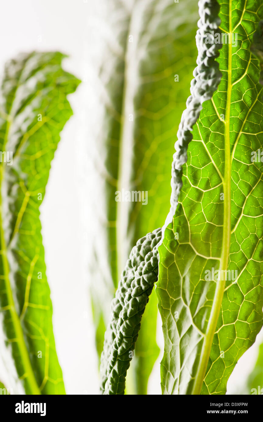 Nahaufnahme von grünen Blättern auf einer Colewort-Anlage Stockfoto
