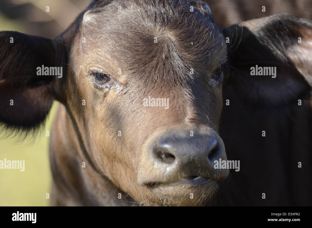 Fotos von Afrika, Büffel Kalb Kopf gerichtete Kamera schließen Stockfoto