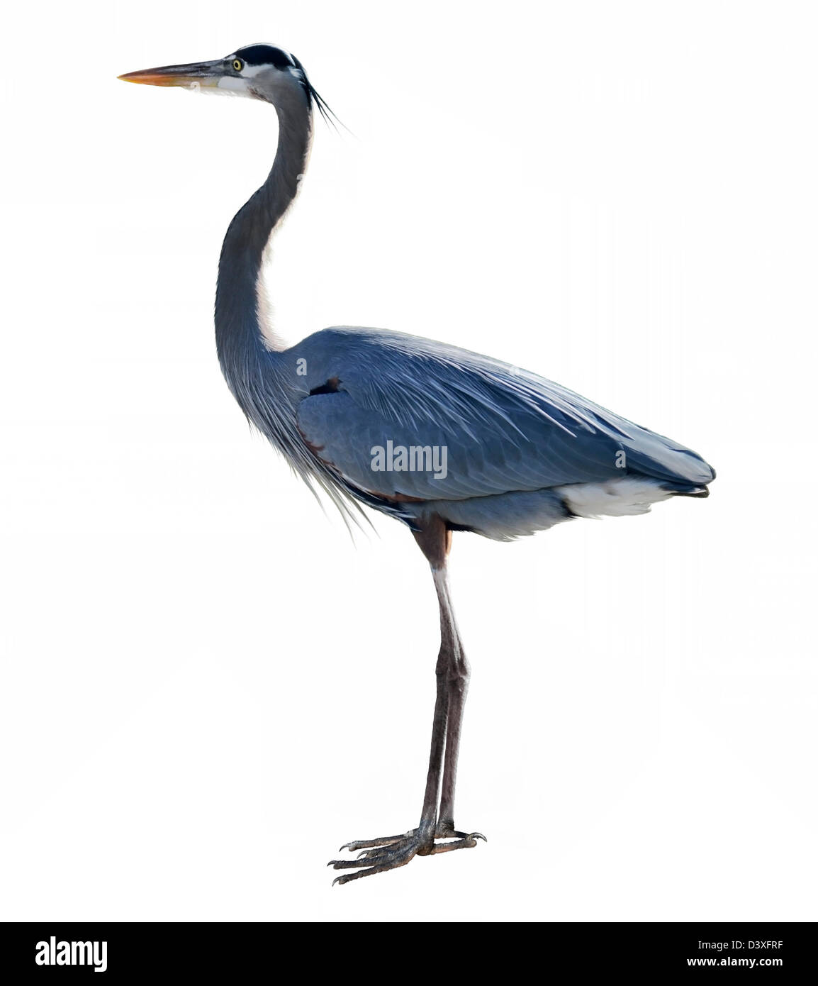 Great Blue Heron auf weißem Hintergrund Stockfoto