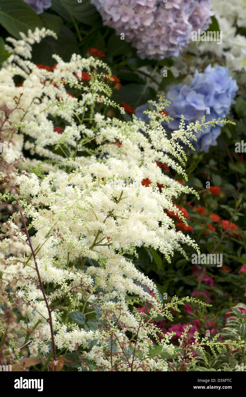 Astilbe X arendsii "Brautschleier" Stockfoto