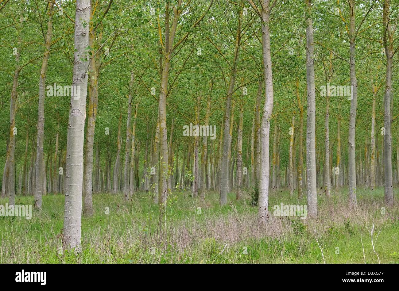 Pappelwald - Populus Wald 09 Stockfoto