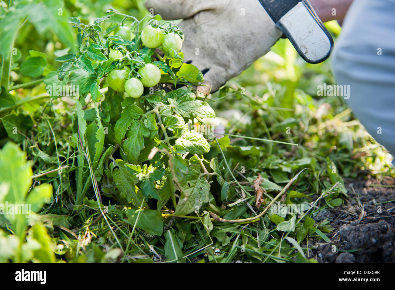 Mann mit Arbeitshandschuhe Überprüfung Tomatenpflanze mit grüne kleine Tomaten Stockfoto