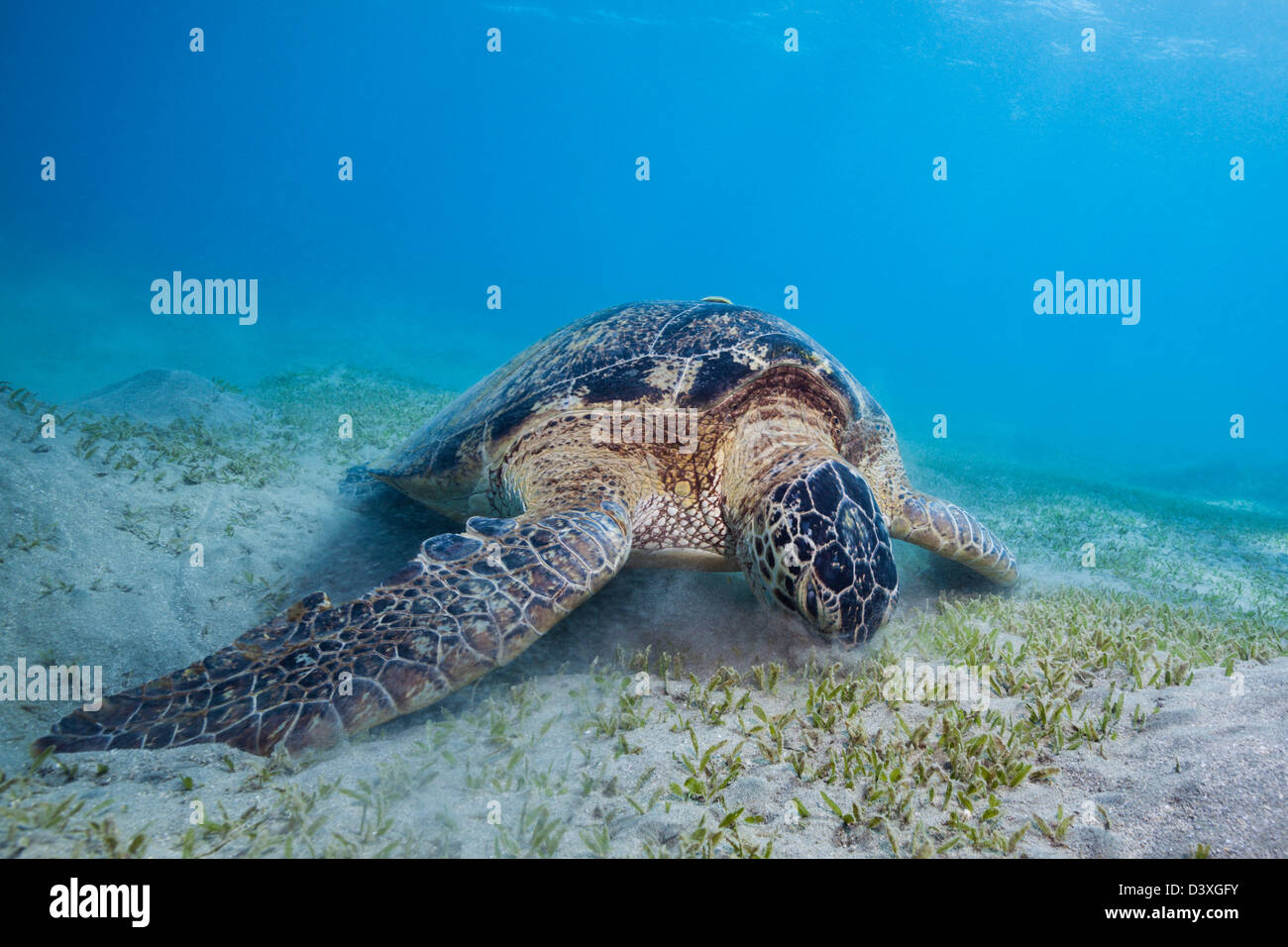 Green Sea Turtle, Chelonia Mydas, Marsa Alam, Rotes Meer, Ägypten Stockfoto