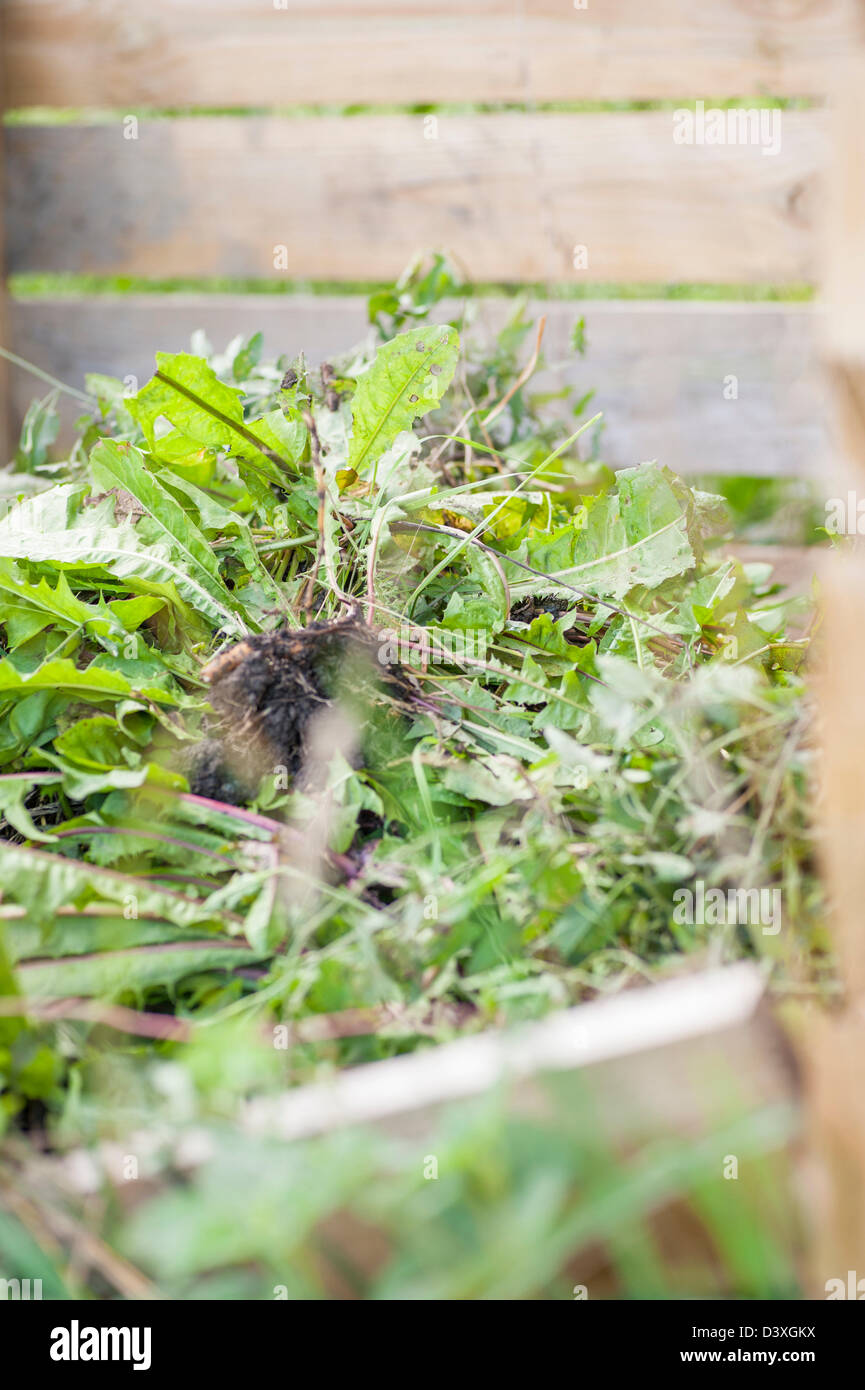 Recycling von Pflanzen in einem Garten Kompost Stockfoto