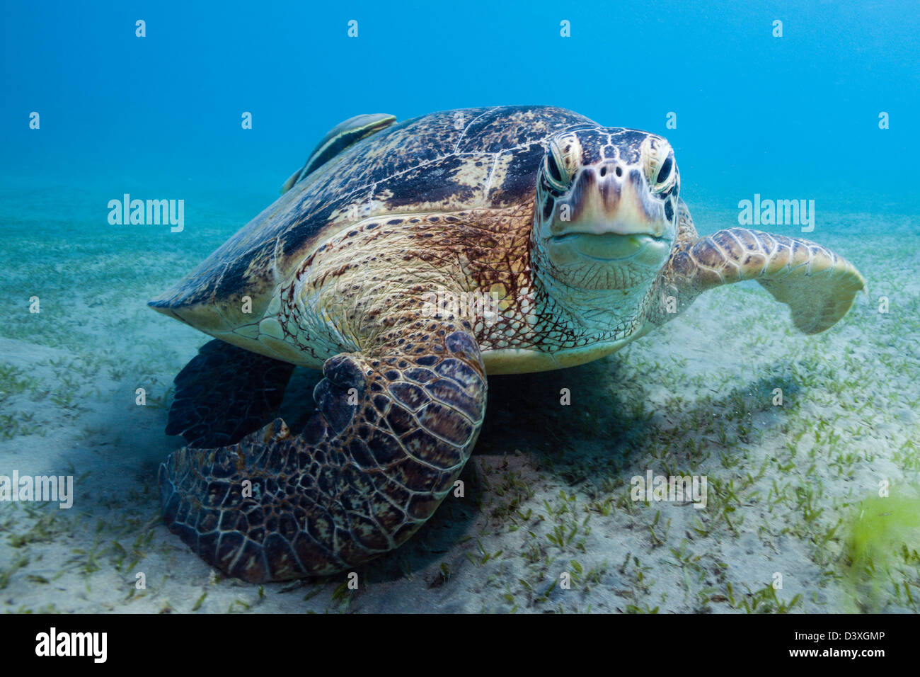 Green Sea Turtle, Chelonia Mydas, Marsa Alam, Rotes Meer, Ägypten Stockfoto