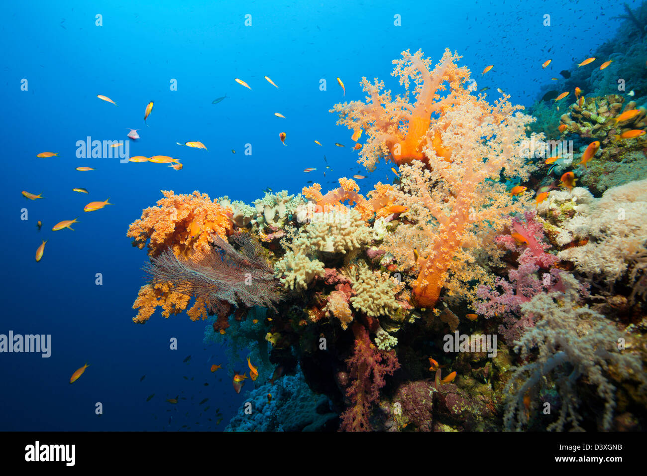 Weiche Korallenriff Dendronephthya SP., Elphinstone Reef, Rotes Meer, Ägypten Stockfoto