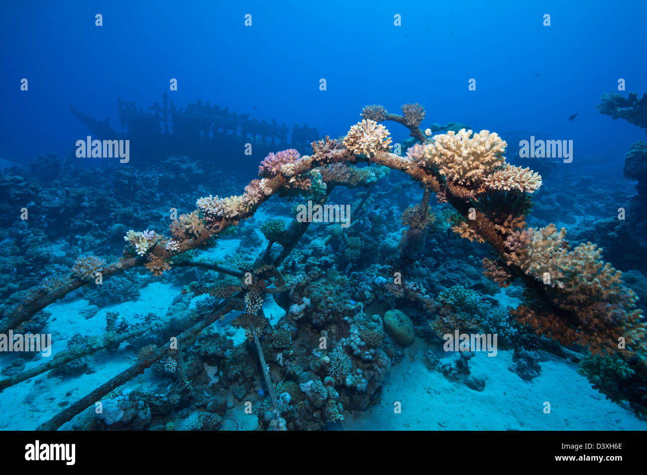 Wrack der Himmel ein Wrack, Abu Dabab Riff, Rotes Meer, Ägypten Stockfoto