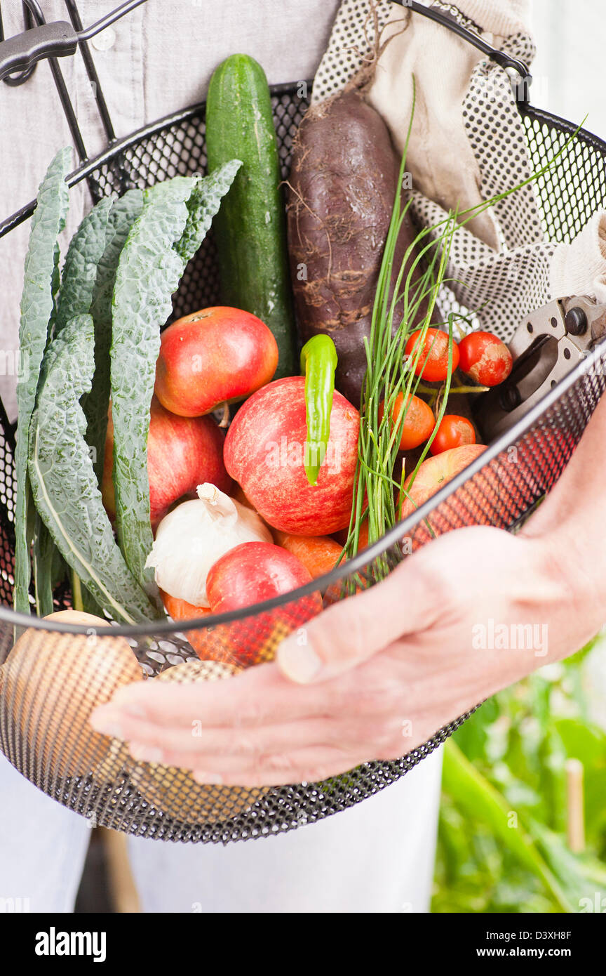 Aus einem Garten, gemischtes Obst und Gemüse ernten Stockfoto