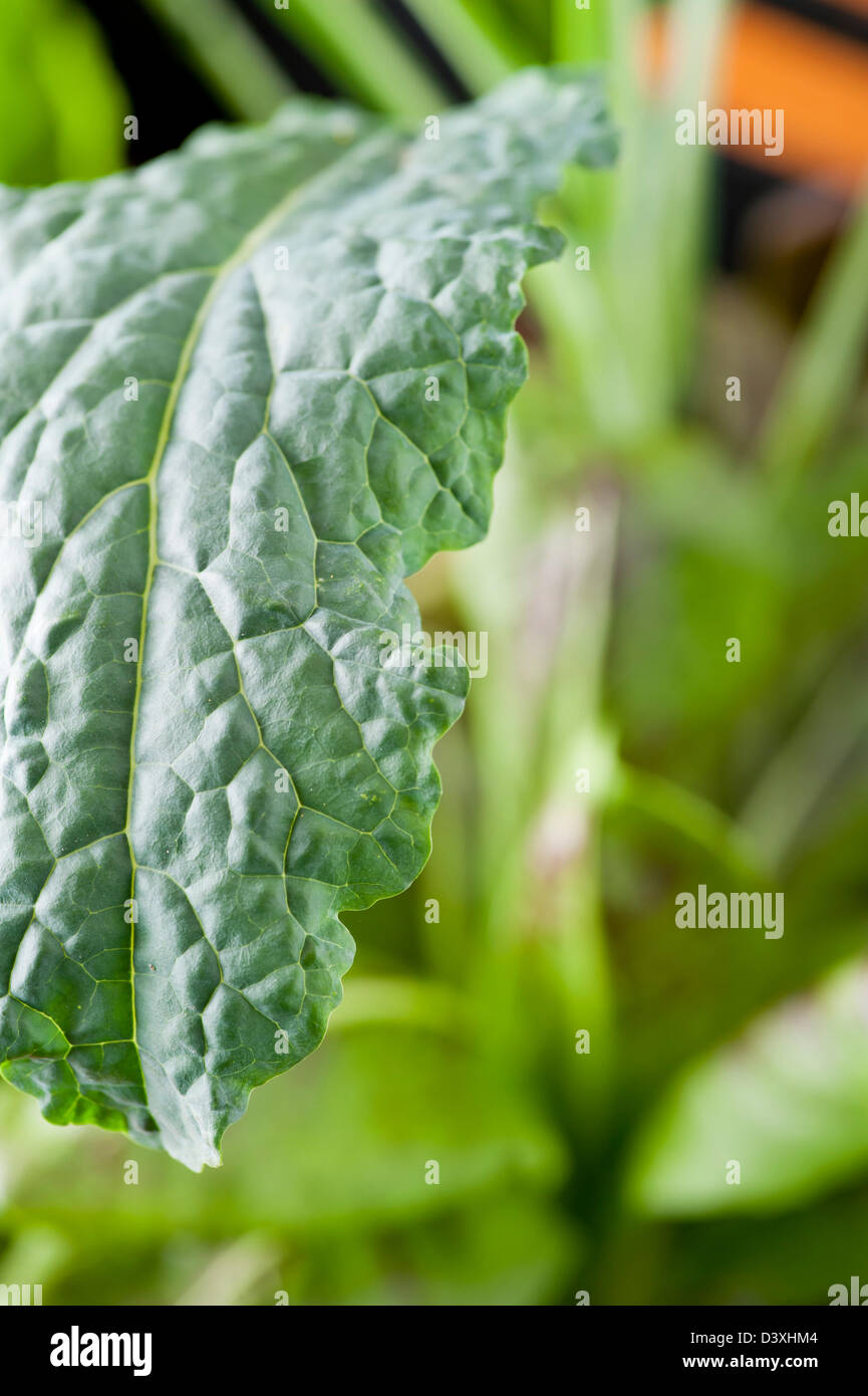 Makroaufnahme von grünen Blatt auf einer Colewort-Anlage Stockfoto
